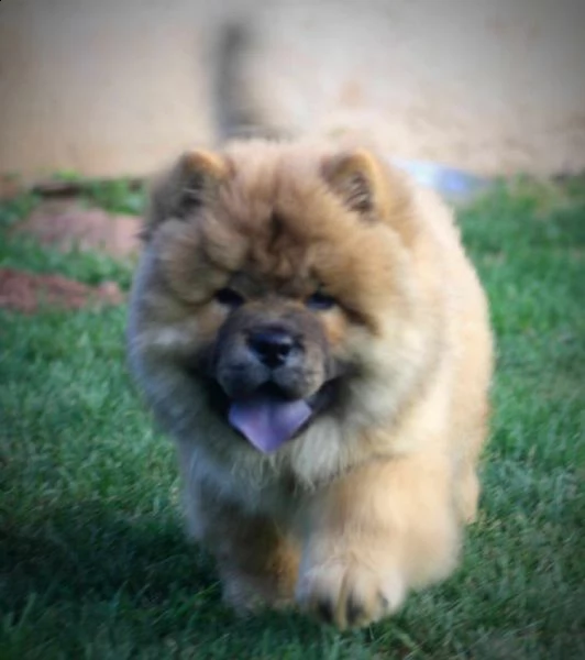 chow chow cuccioli in vendita | Foto 6
