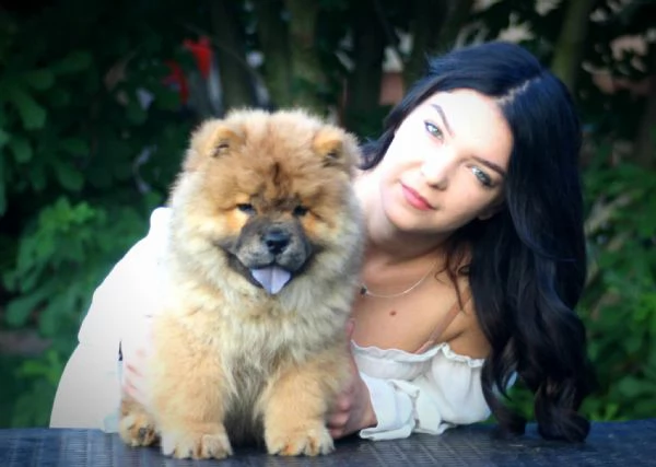 chow chow cuccioli in vendita | Foto 5