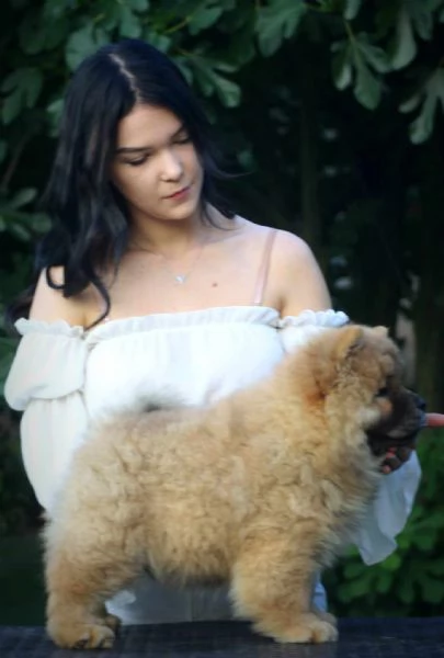 chow chow cuccioli in vendita | Foto 4