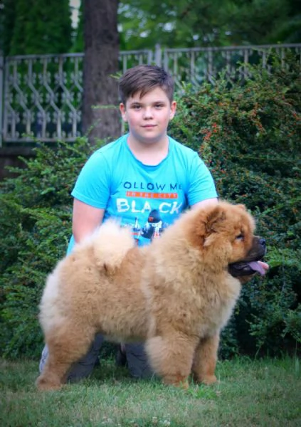 chow chow cuccioli in vendita | Foto 3