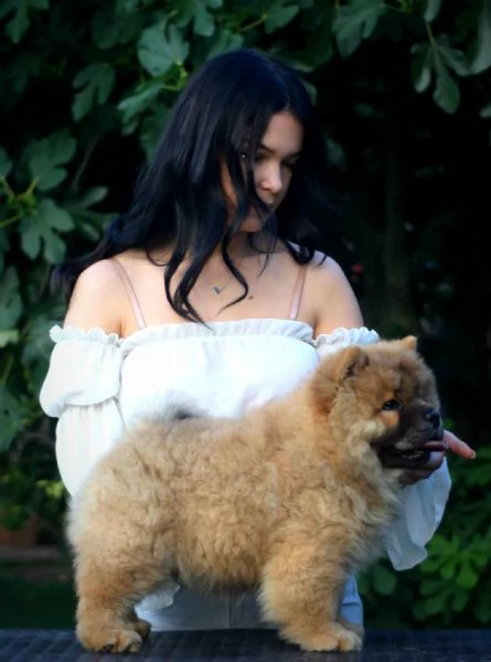 chow chow cuccioli in vendita | Foto 2