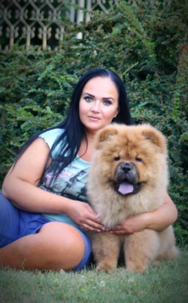 chow chow cuccioli in vendita | Foto 1