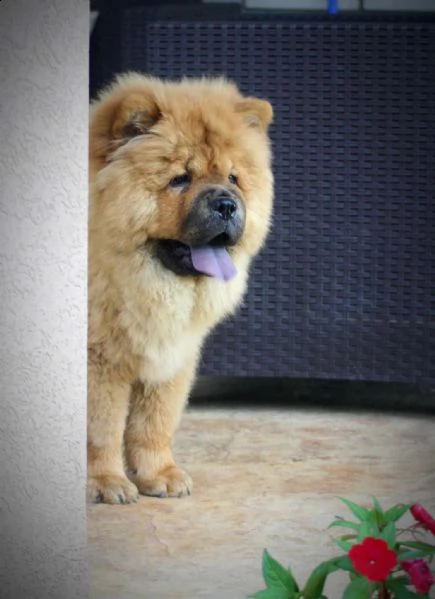 chow chow cuccioli in vendita | Foto 0