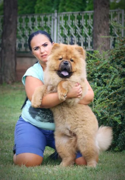 chow chow cuccioli in vendita