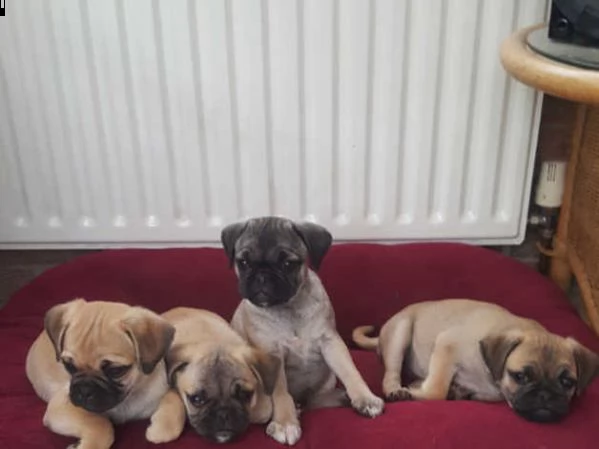 bello e affascinante | Foto 1