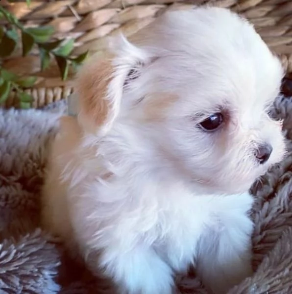 regalo  maltese mini toy | Foto 0