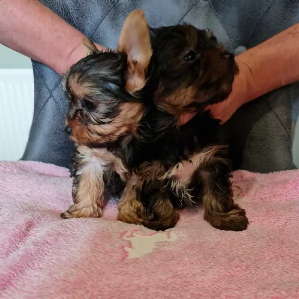 bellissimo cane maschio yorkshire terrier | Foto 1
