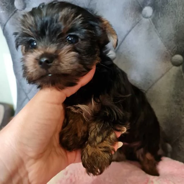 bellissimo cane maschio yorkshire terrier | Foto 0