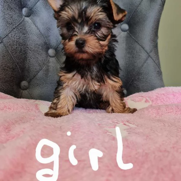 bellissimo cane maschio yorkshire terrier