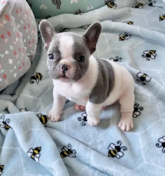 cani bulldog francesi | Foto 0