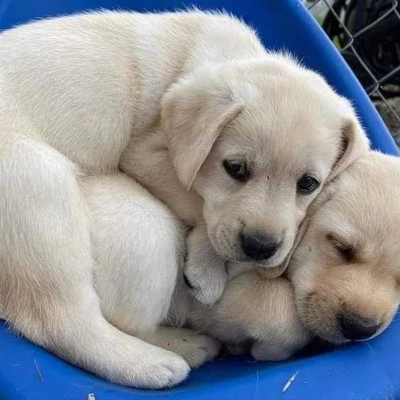 cani in reinserimento labrador | Foto 2