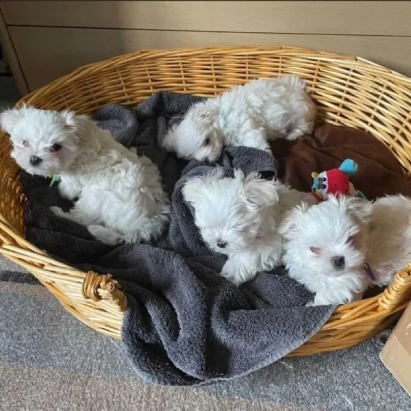 stupendo maltese | Foto 0