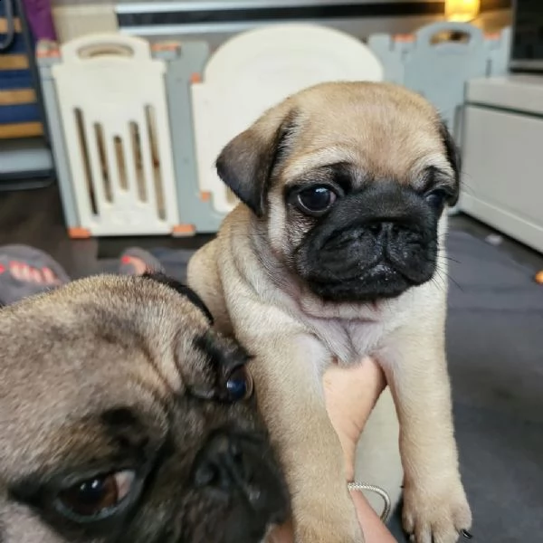 cuccioli di carlino | Foto 0