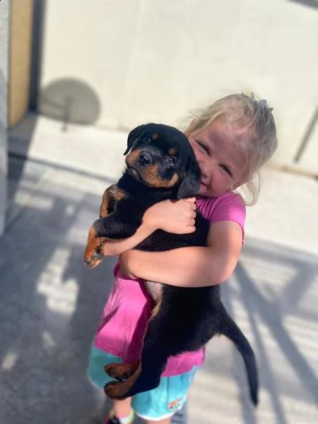 cuccioli di rottweiler | Foto 0