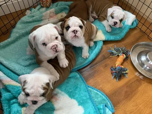 cuccioli di bulldog inglese | Foto 2