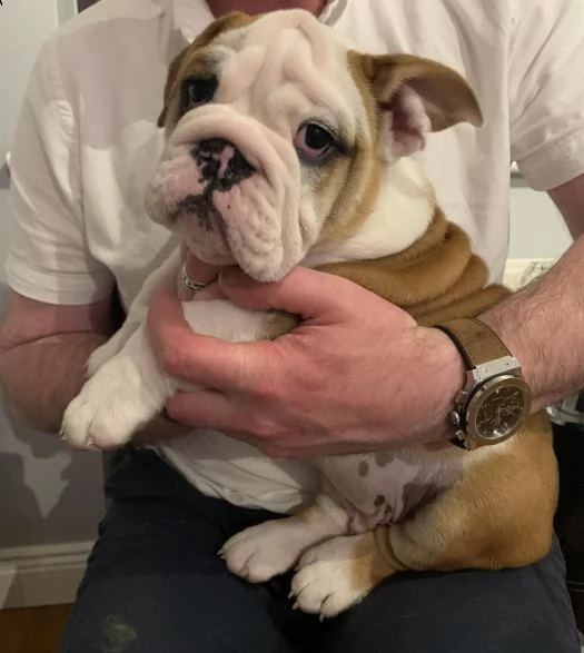 cuccioli di bulldog inglese | Foto 0
