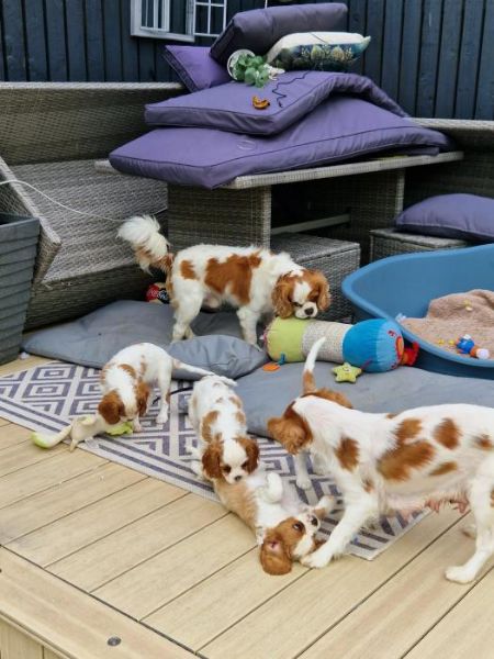 cuccioli di cavalier king charles | Foto 1