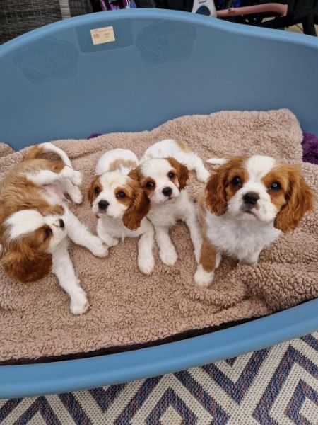 cuccioli di cavalier king charles | Foto 0