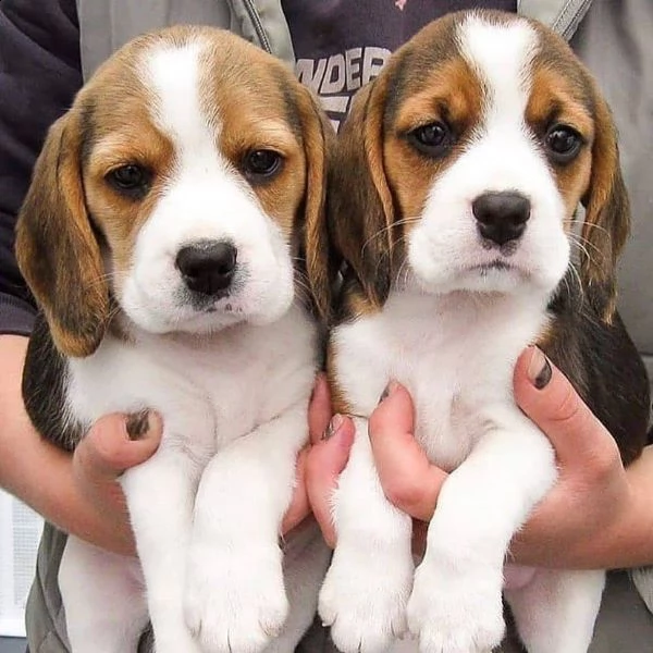 cuccioli di beagle | Foto 0