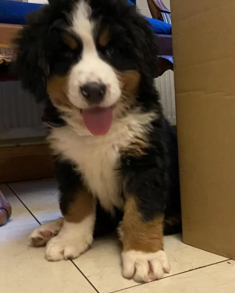 cuccioli di montagna bernese | Foto 1
