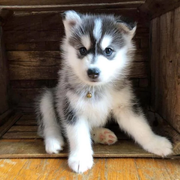 cuccioli di siberian husky | Foto 1
