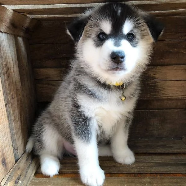 cuccioli di siberian husky | Foto 0