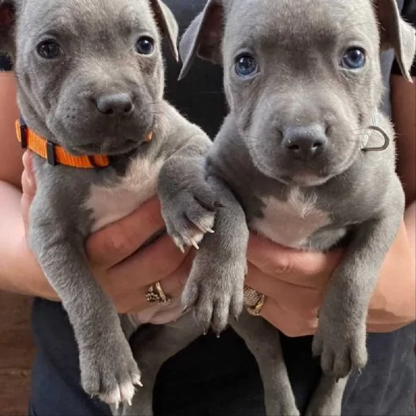 staffordshire bull terrier | Foto 1