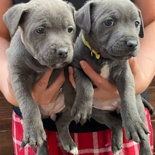 staffordshire bull terrier