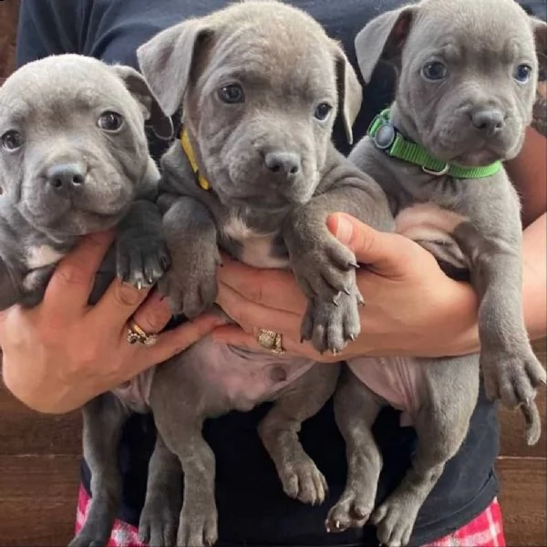 staffordshire bull terrier | Foto 0