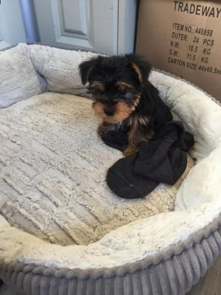 bellissimo cane maschio yorkshire terrier | Foto 2