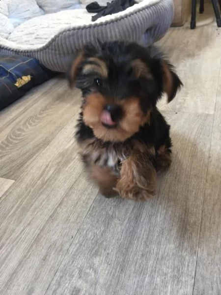 bellissimo cane maschio yorkshire terrier | Foto 1