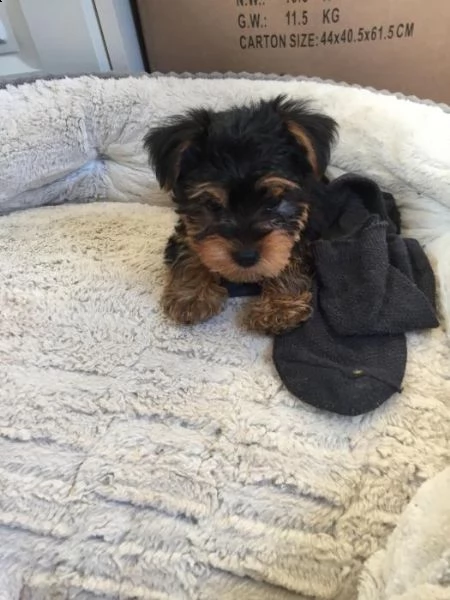 bellissimo cane maschio yorkshire terrier