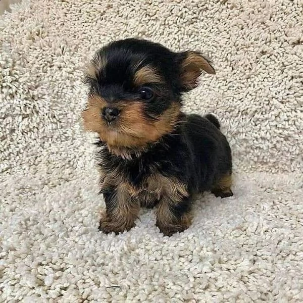 cuccioli di yorkshire terrier pronti adesso. | Foto 2