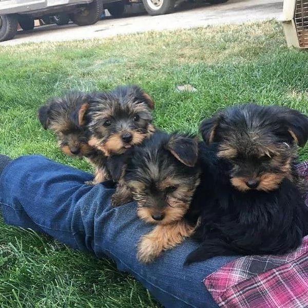 cuccioli di yorkshire terrier pronti adesso.