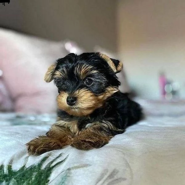 cuccioli di yorkshire terrier pronti adesso. | Foto 1