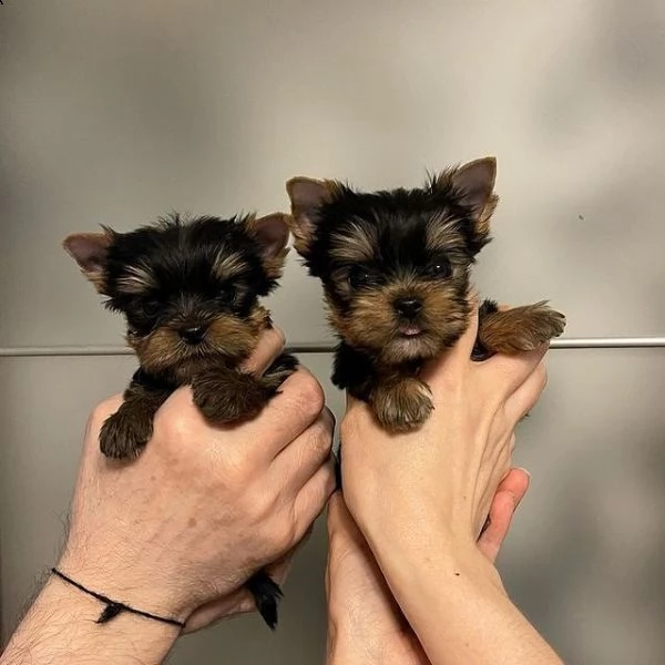 cuccioli di yorkshire terrier pronti adesso. | Foto 0