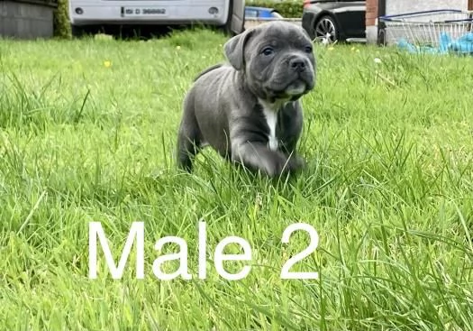 staffordshire bull terrier | Foto 0