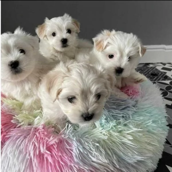 stupendo maltese | Foto 0