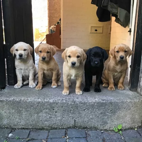 cani in reinserimento labrador