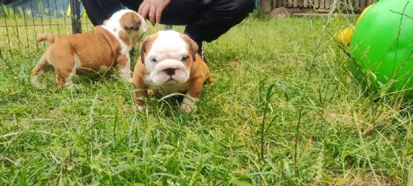disponibili cuccioli di bulldog inglese(tre)