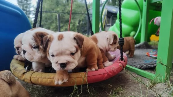 disponibili cuccioli di bulldog inglese(tre) | Foto 0