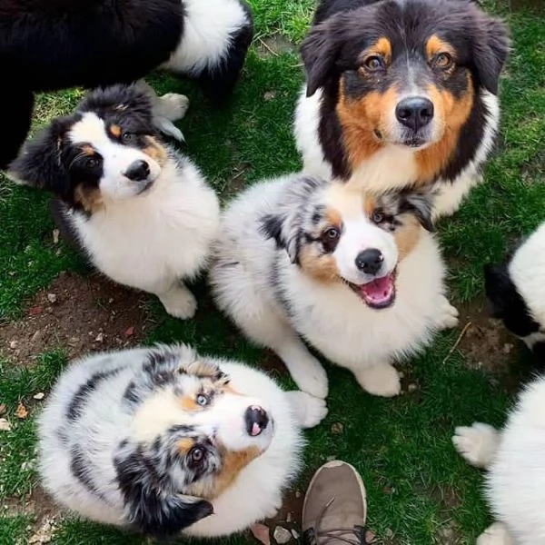 adorabili cuccioli di pastore australiano in adozione,.,.