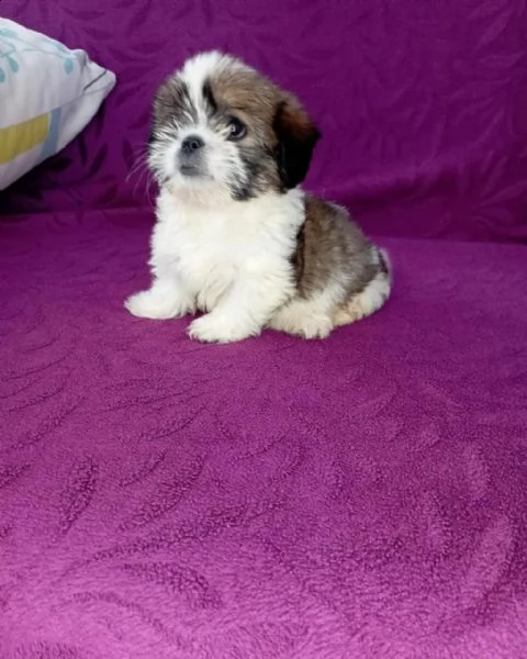 regalo cuccioli shih tzu whatsapp ( 0039 353 317 4023 ) | Foto 1