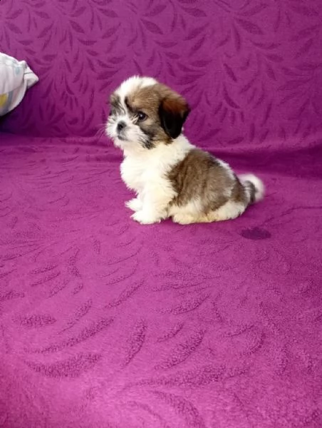 regalo cuccioli shih tzu whatsapp ( 0039 353 317 4023 ) | Foto 0
