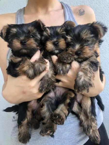 regalo cuccioli di yorkie whatsapp ( 0039 353 317 4023 ) | Foto 2