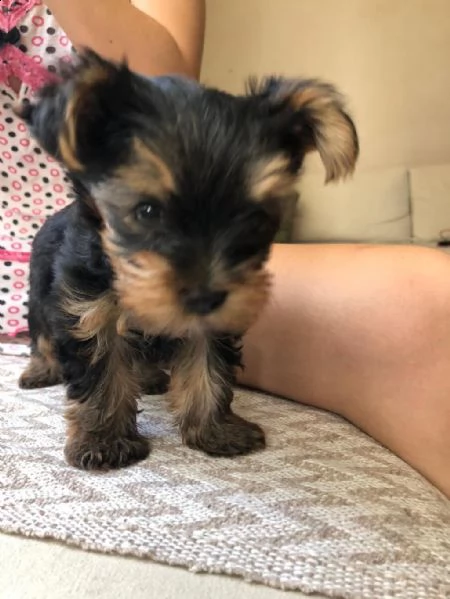 regalo cuccioli di yorkie whatsapp ( 0039 353 317 4023 ) | Foto 0