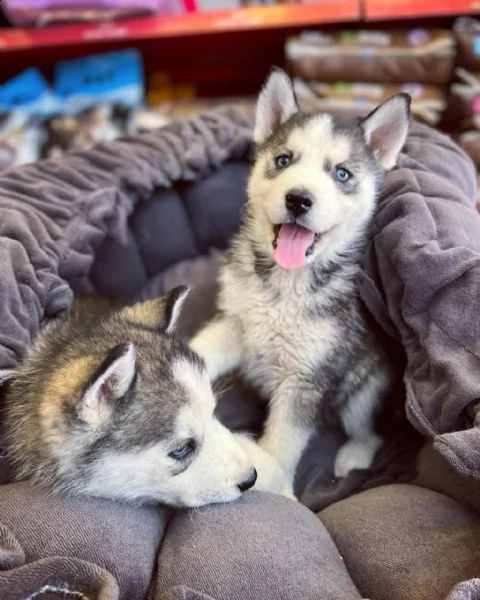 regalo cuccioli husky whatsapp (0039 353 317 4023 ) | Foto 2