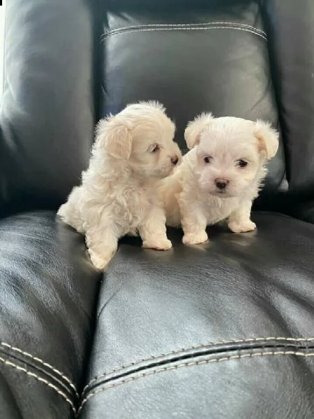 maltese toy 