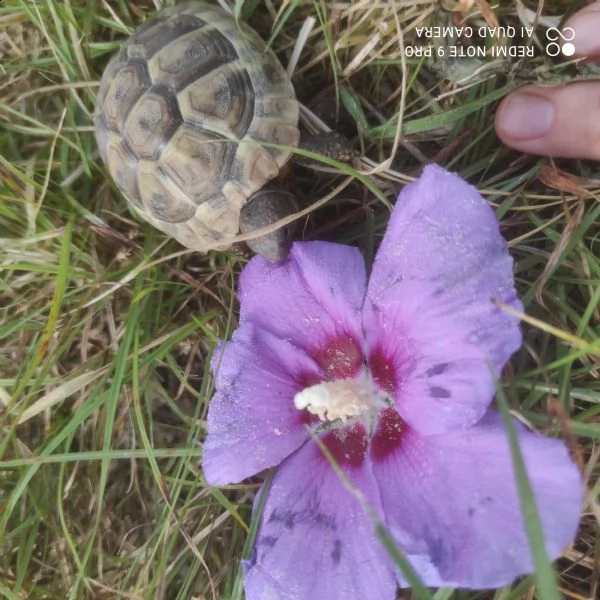 cedo hermanni 2022 | Foto 0