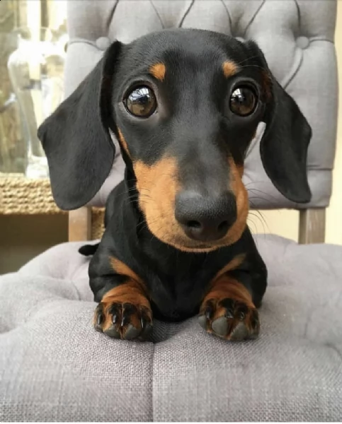 regalò bassotto disponibile in roma—- | Foto 0